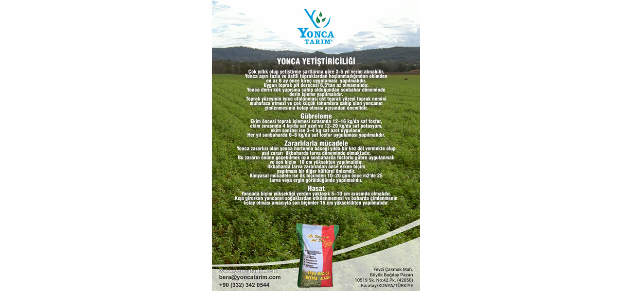 yonca4
