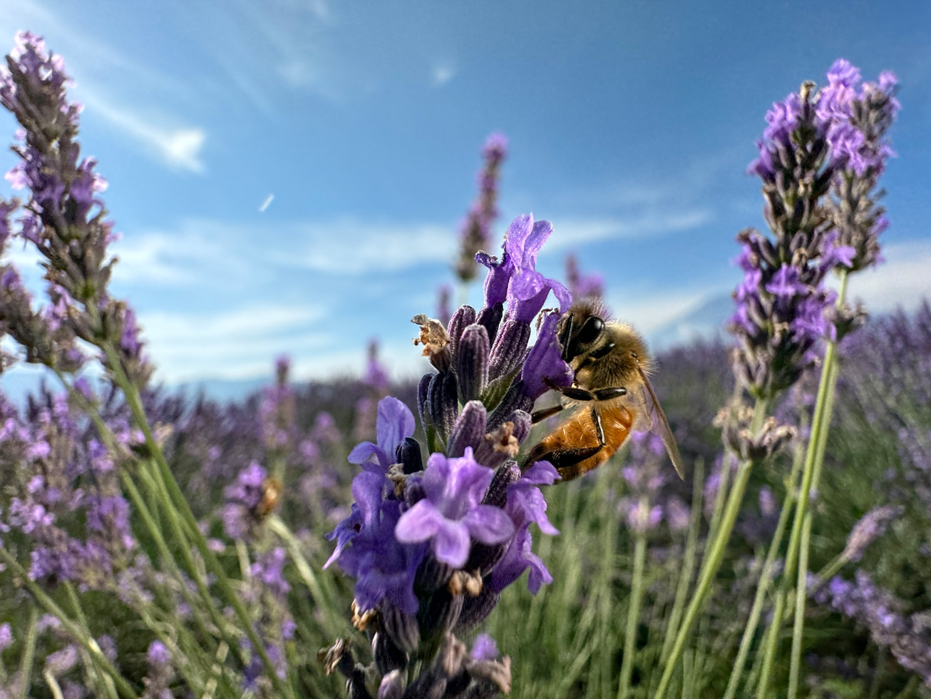 Ultra Geniş | Makro